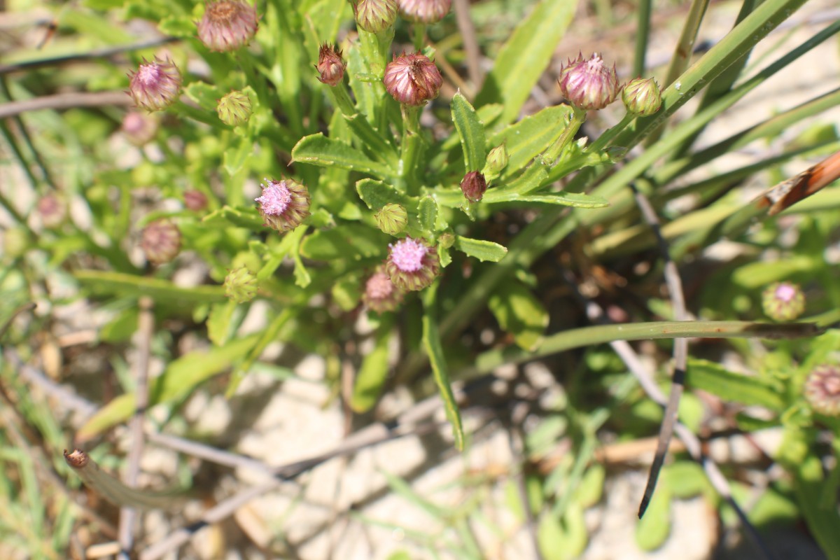 Epaltes divaricata Cass.